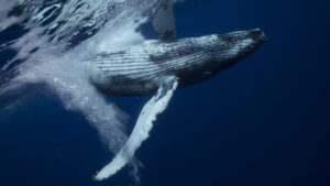 whale dive studio C&C