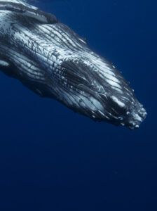 whale tonga studioC&C