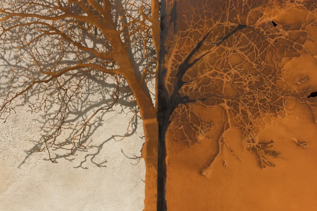 Albero e la sua impronta